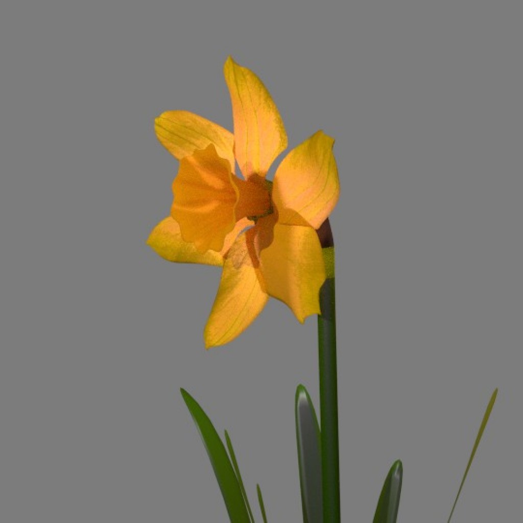 Daffodil preview image 2